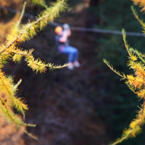 Ziplining through Zermatt Forest